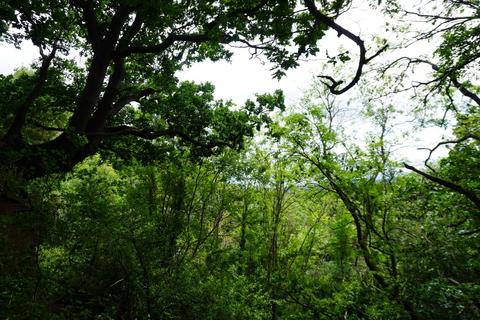 undefined, Bickley Quarry Wood, Hanham Mills, Bristol BS15