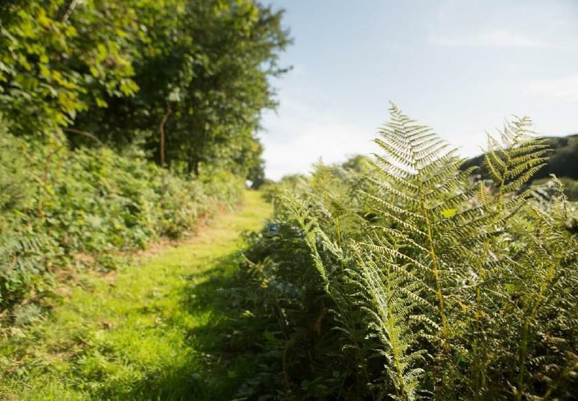 Fern Walk.jpg