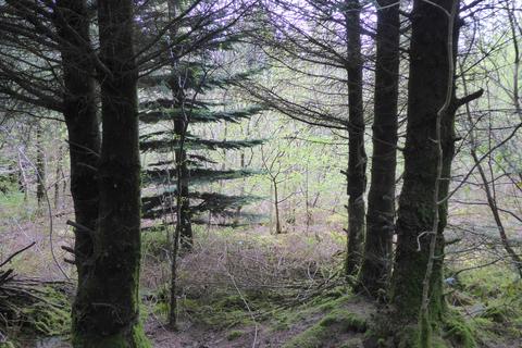 Woodland for sale, Caluna Wood, Ffostrasol SA44