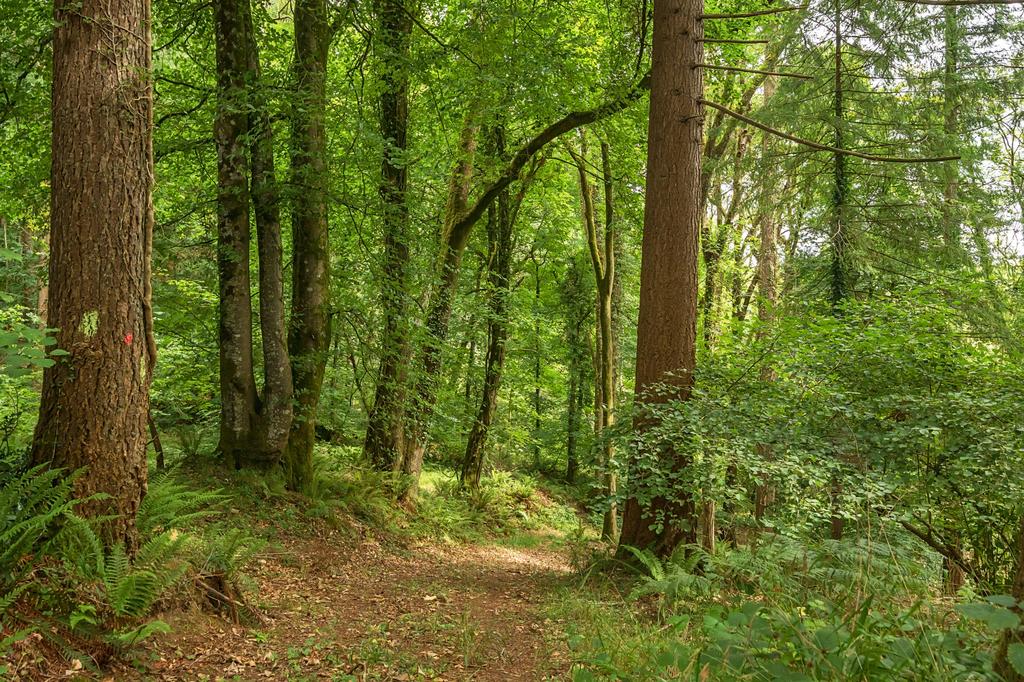 Heathcote Wood