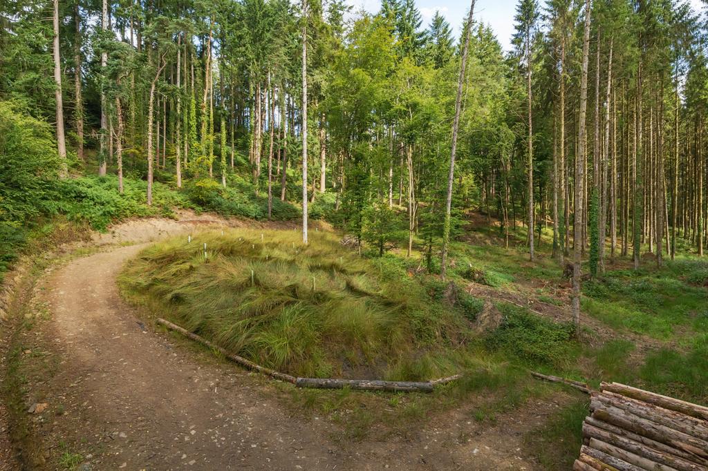 Marley Wood