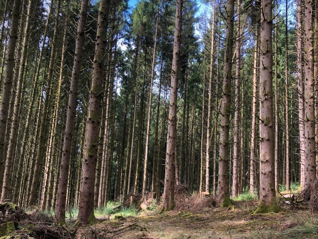 Loxbeare Wood