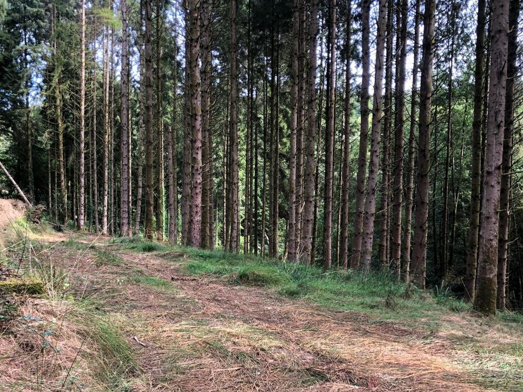 Loxbeare Wood