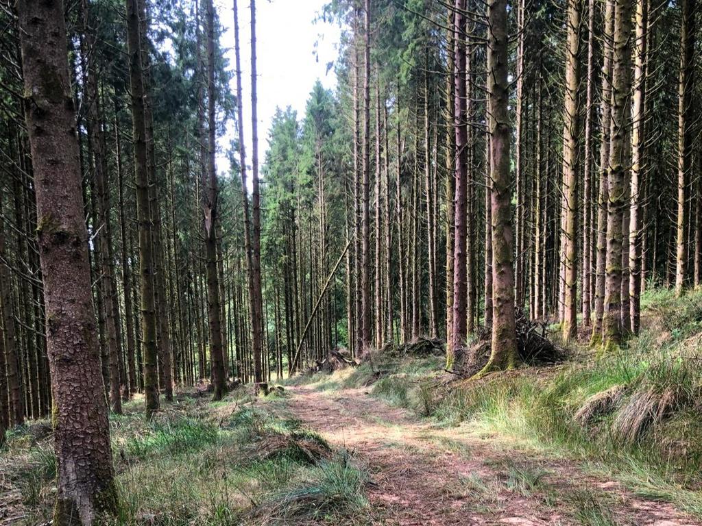Loxbeare Wood