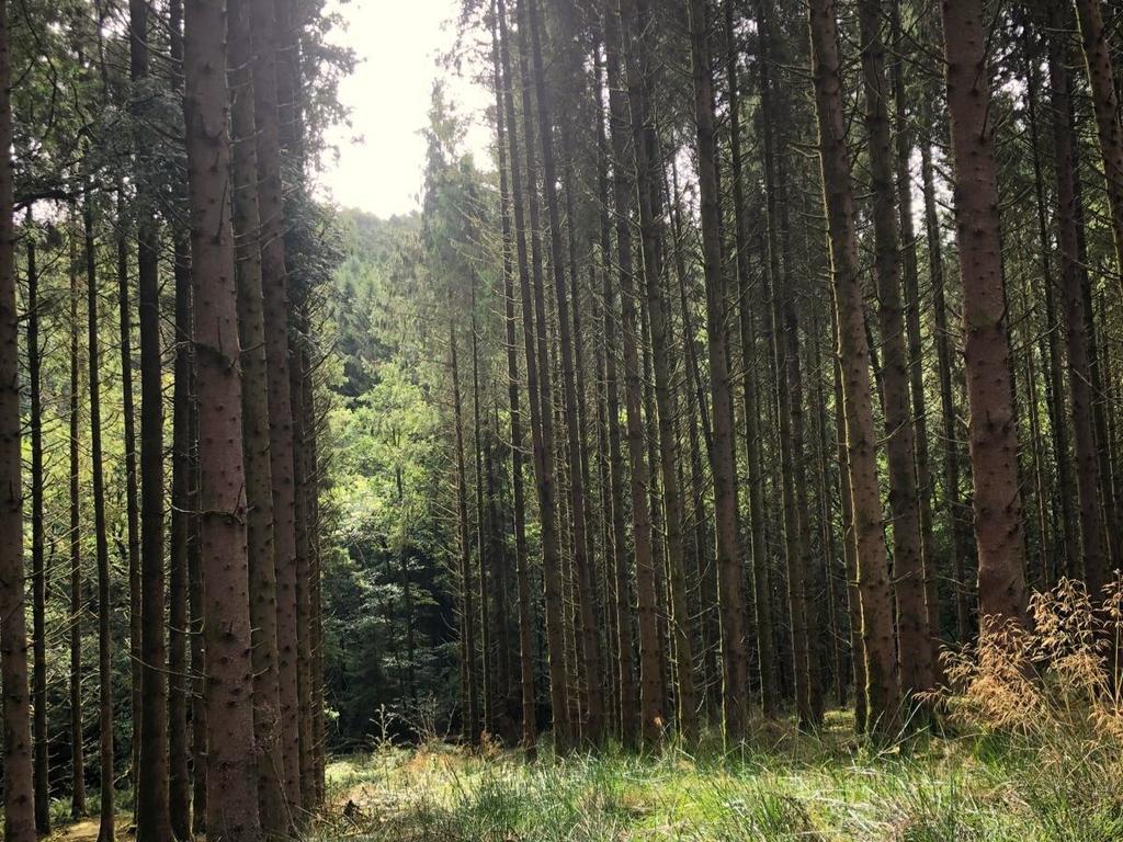 Loxbeare Wood