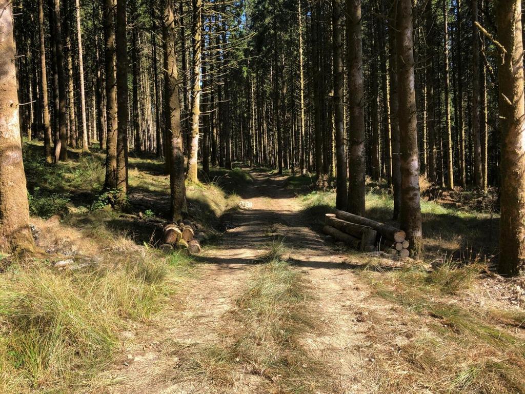 Loxbeare Wood
