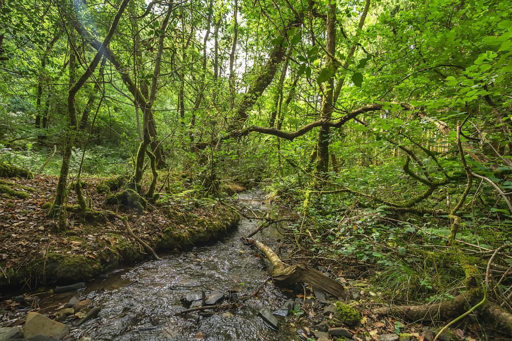 Loxbeare Wood