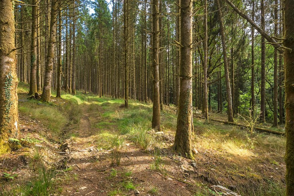Loxbeare Wood