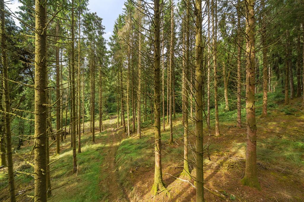 Loxbeare Wood