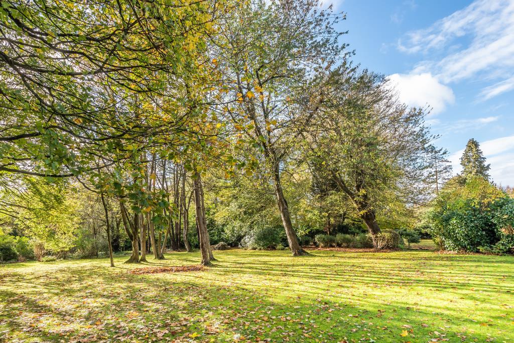 Open Woodlands
