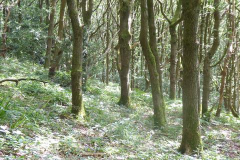 undefined, Elland Park Wood, Elland HX5