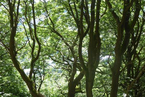 undefined, Elland Park Wood, Elland HX5
