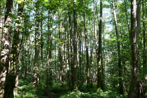 undefined, Green Foot Wood, near Royal Tunbridge Wells TN3
