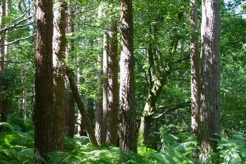 undefined, Green Foot Wood, near Royal Tunbridge Wells TN3