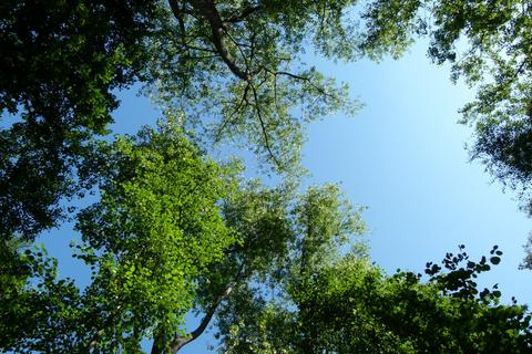 undefined, Green Foot Wood, near Royal Tunbridge Wells TN3
