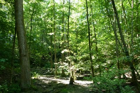undefined, Green Foot Wood, near Royal Tunbridge Wells TN3
