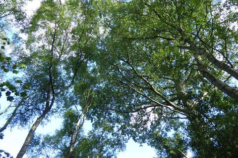 undefined, Healey Wood, Stocksfield NE42