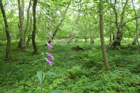 undefined, Healey Wood, Stocksfield NE42