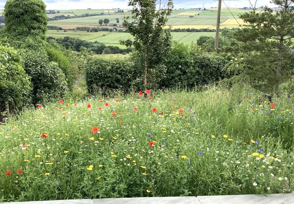 Wild flower meadow