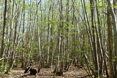 Honey Wood, Tyler Hill CT2