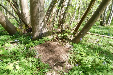 undefined, Honey Wood, Tyler Hill CT2