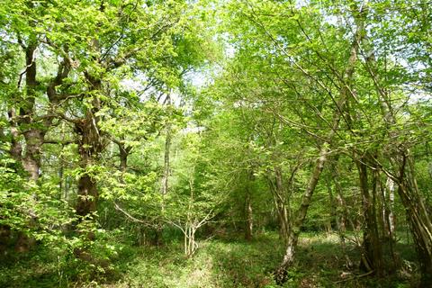 undefined, Honey Wood, Tyler Hill CT2
