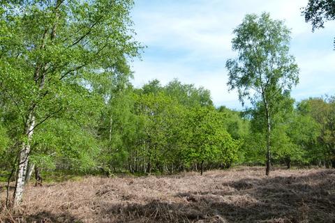 Woodland for sale, Honey Wood, Tyler Hill CT2