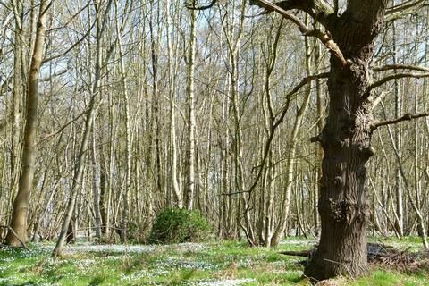 Woodland for sale, Honey Wood, Tyler Hill CT2