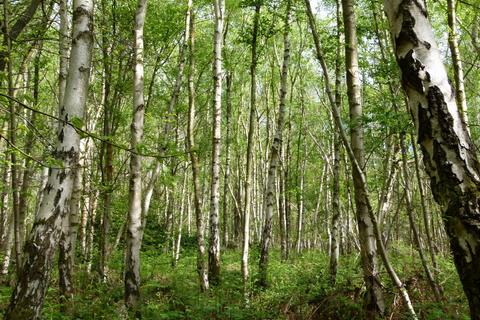 Woodland for sale, Honey Wood, Tyler Hill CT2