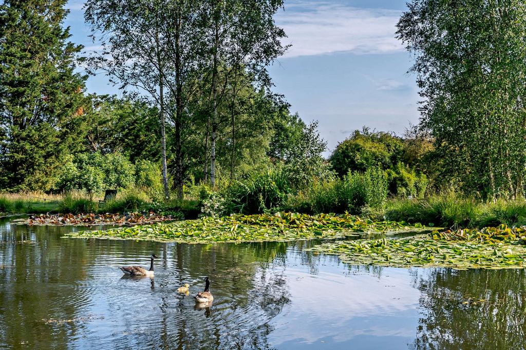 Pond