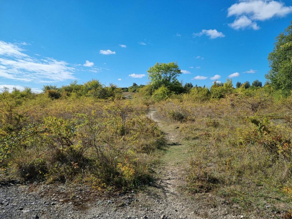 The Nature Reserve