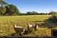 Additional image 44 of DURLEY