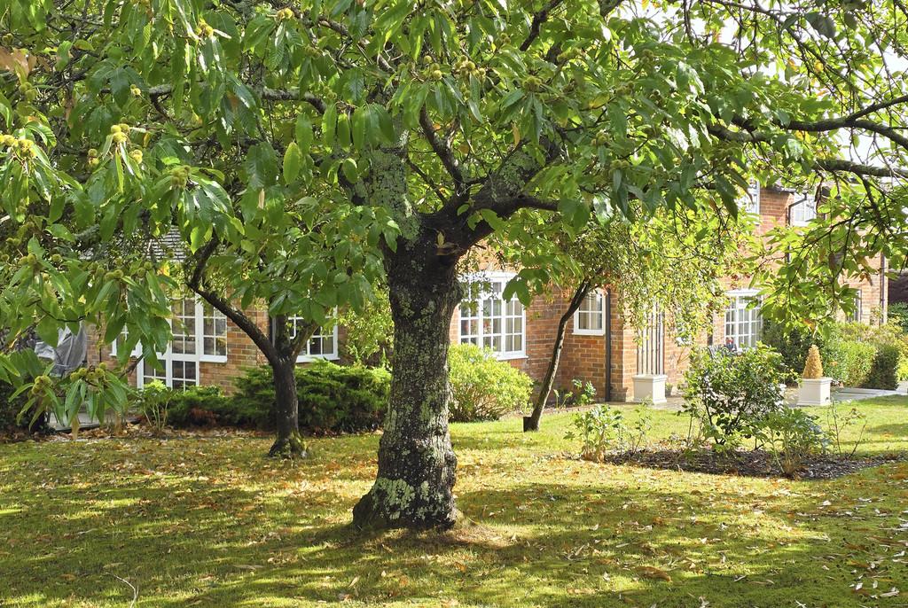 Harlicks Garden 5