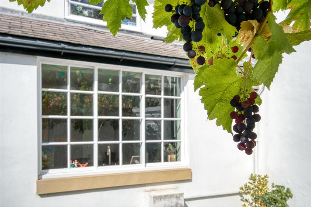 Grapes in the courtyard garden.jpg