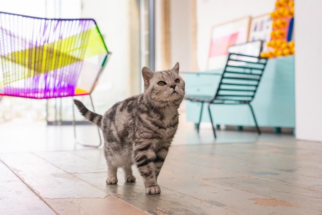 1 W1 TCN - The Cat A.jpg