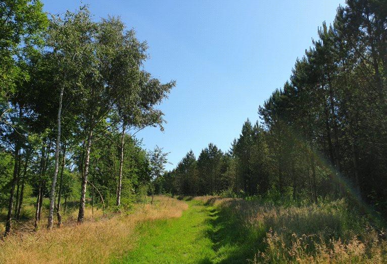 Battram Woods