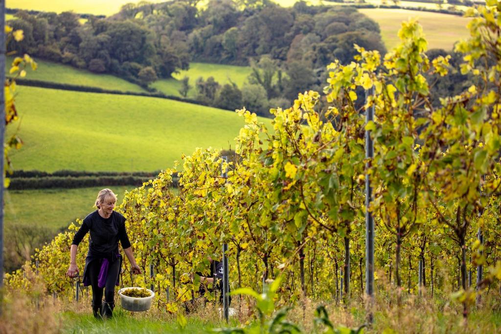 Vineyard
