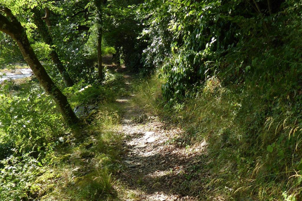 Nyth Woodland Path