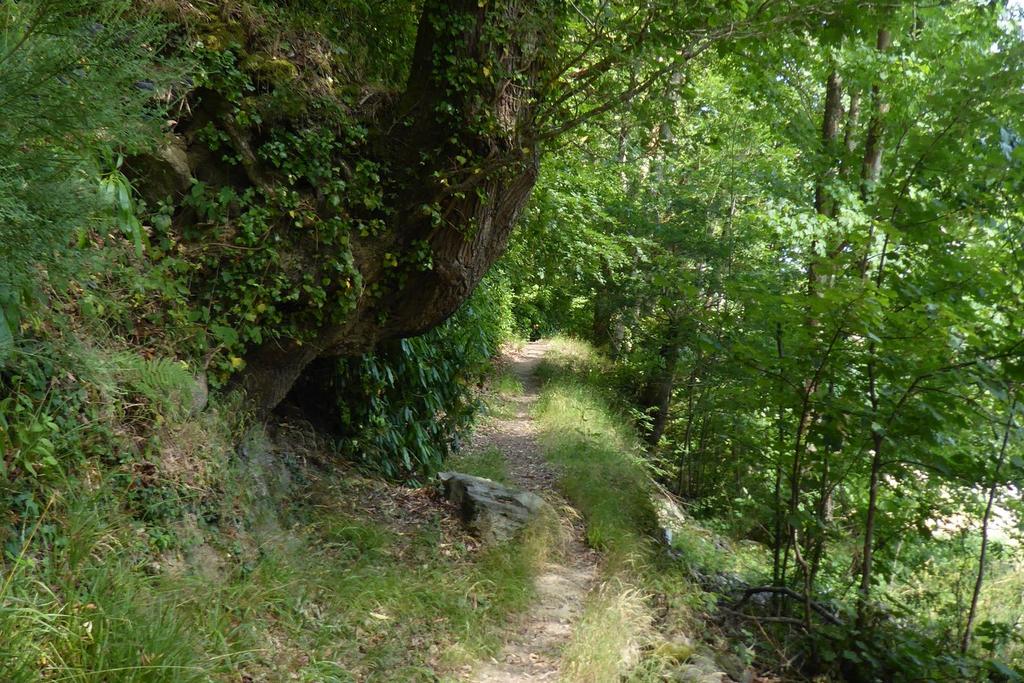 Nyth Woodland Path 3