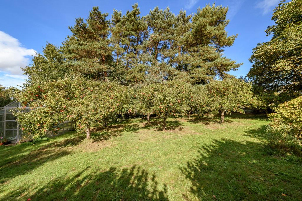Orchard with Apple Trees