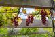 Additional image 50 of Tyndales Lane, Chelmsford CM3