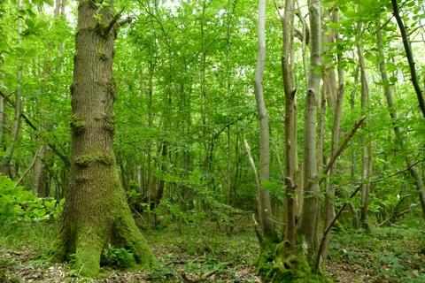 undefined, Wilsford Wood, near Gillingham and Chatham ME7