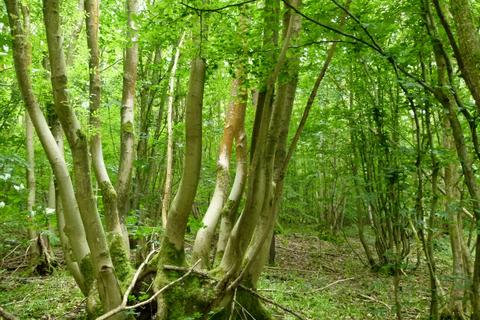 undefined, Wilsford Wood, near Gillingham and Chatham ME7