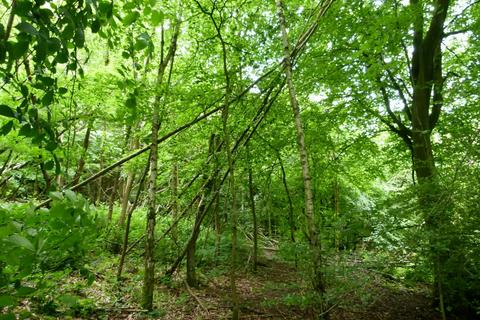 undefined, Wilsford Wood, near Gillingham and Chatham ME7