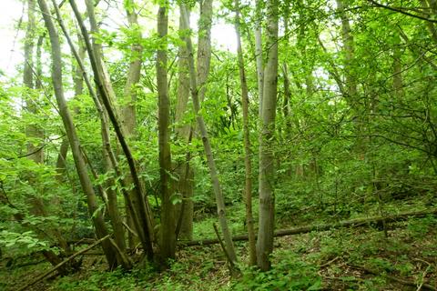 undefined, Wilsford Wood, near Gillingham and Chatham ME7