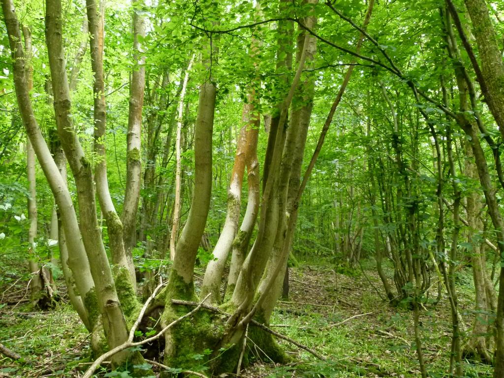 Wilsford Wood, near Gillingham and Chatham, Kent ME7 - View 2