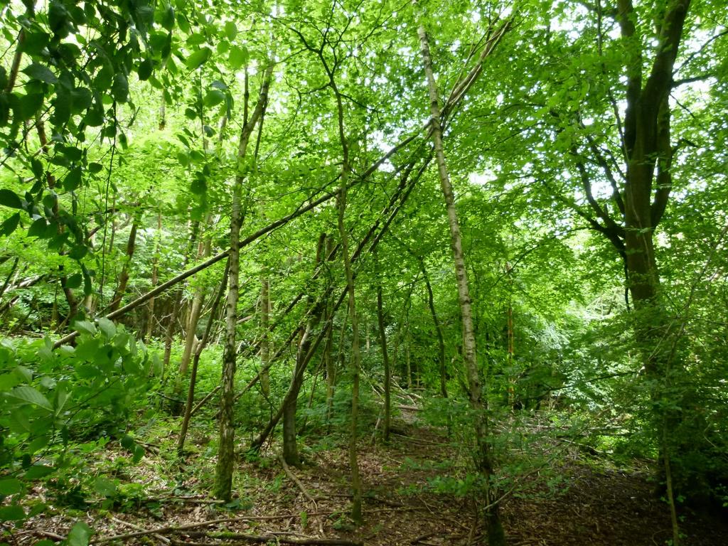 Wilsford Wood, near Gillingham and Chatham, Kent ME7 - View 3
