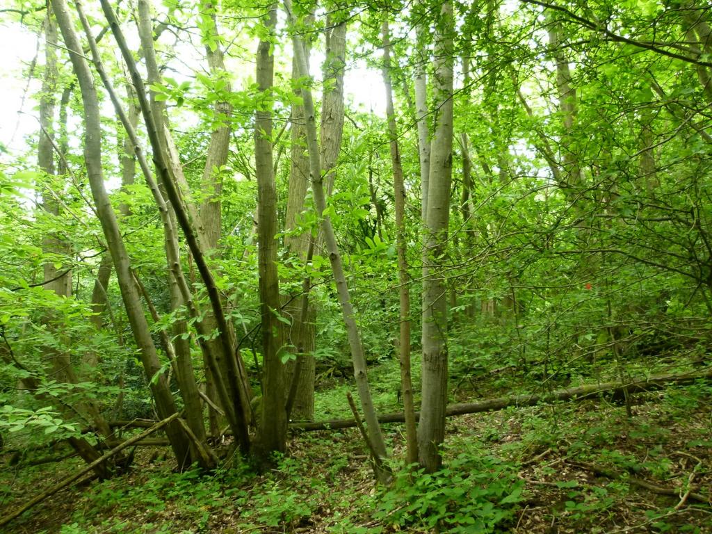 Wilsford Wood, near Gillingham and Chatham, Kent ME7 - View 4