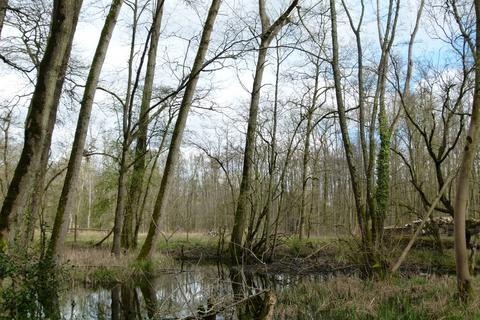 undefined, Lewen Wood, near Basingstoke RG25