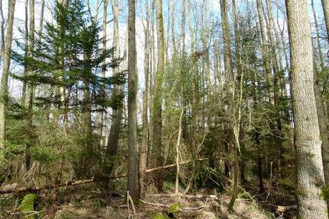 undefined, Lewen Wood, near Basingstoke RG25
